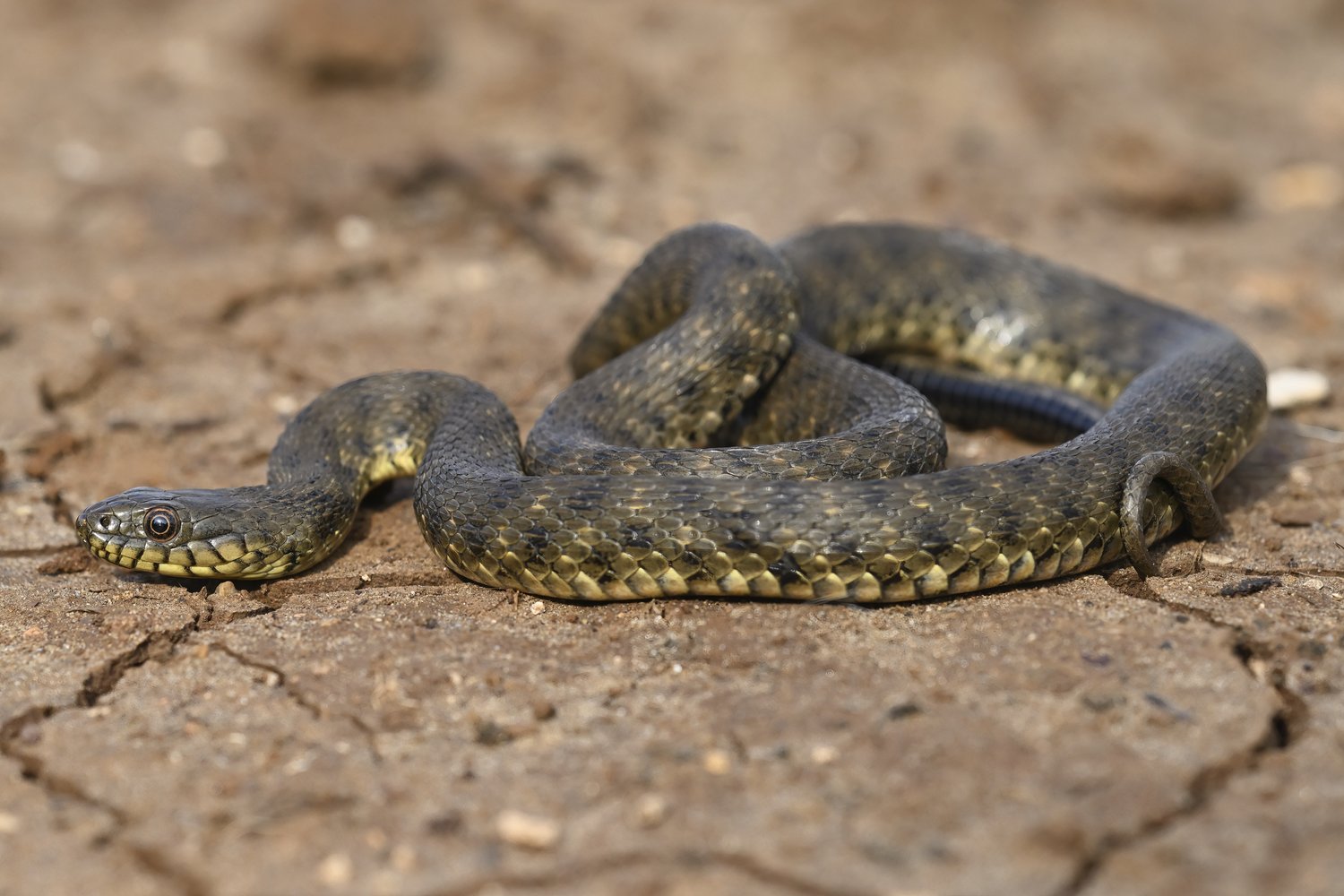 مار چلیپر یا مار دایس Dice snake